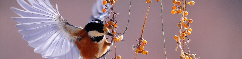 Procedimento não cirurgico